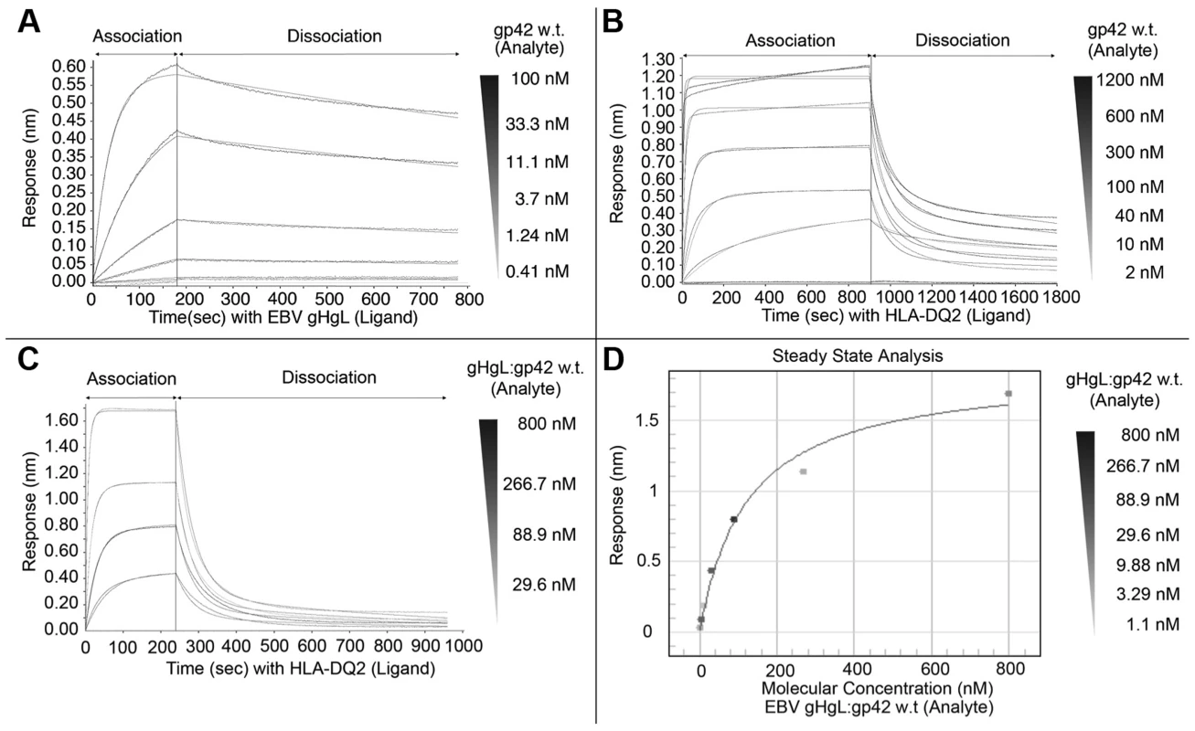 BioLayer interferometry (BLI) binding studies with wildtype gp42.