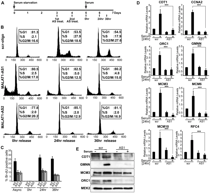 MALAT1-depleted HDFs show defects in G1 to S transition.
