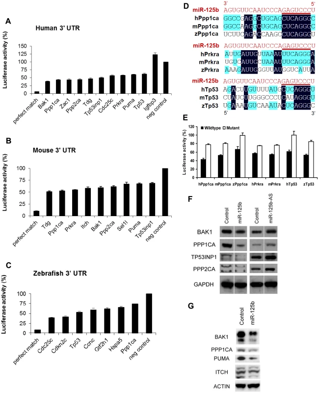 Validation of miR-125b targets.