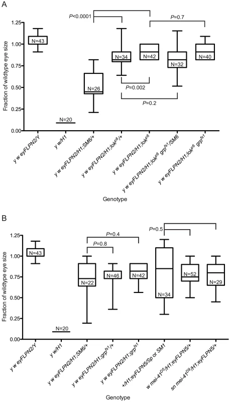 The role of DNA damage checkpoint proteins in the elimination of cells that have lost a telomere.