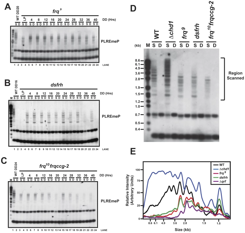 FRQ and the antisense transcript are required for normal DNA methylation.