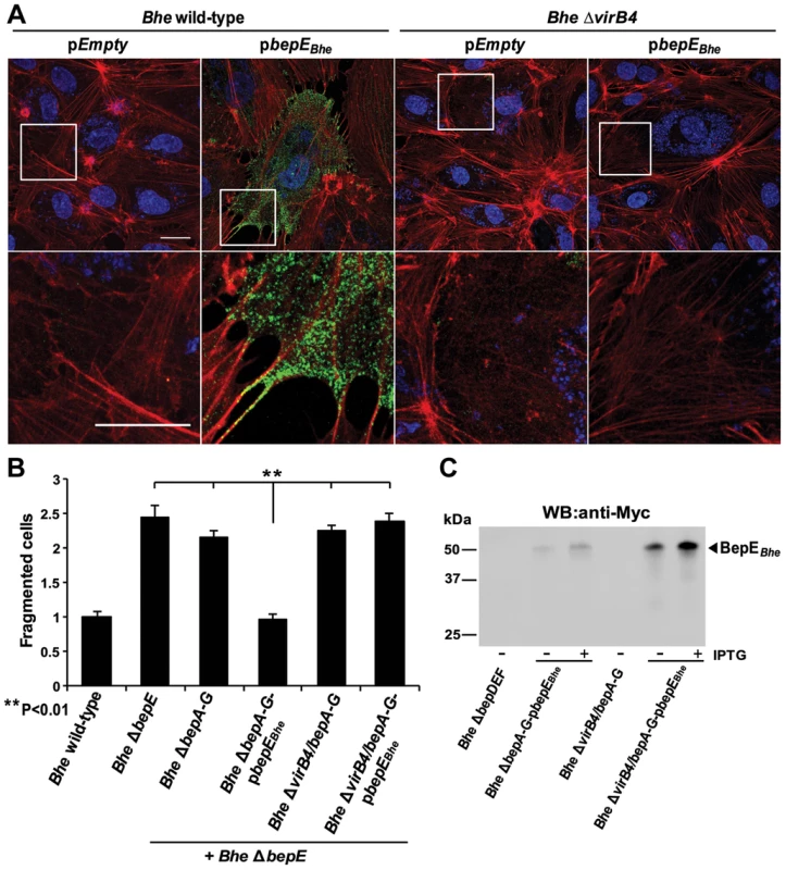 BepE protects host cells from fragmentation upon translocation via T4SS.