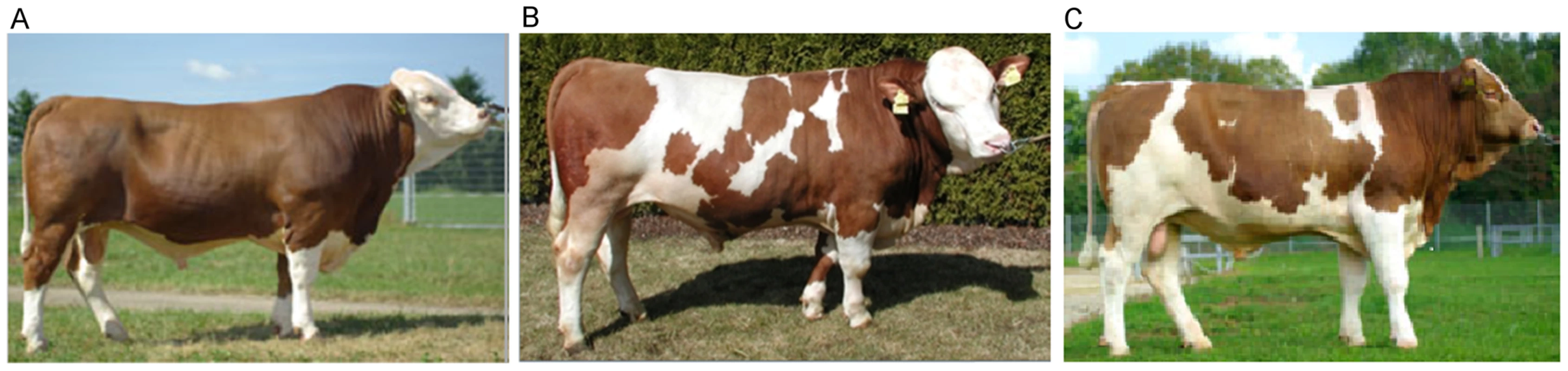Fleckvieh animals with different coat coloring phenotypes.