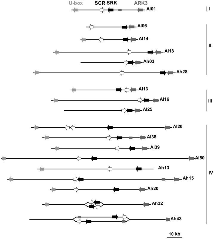 Structural variation within the S-locus.