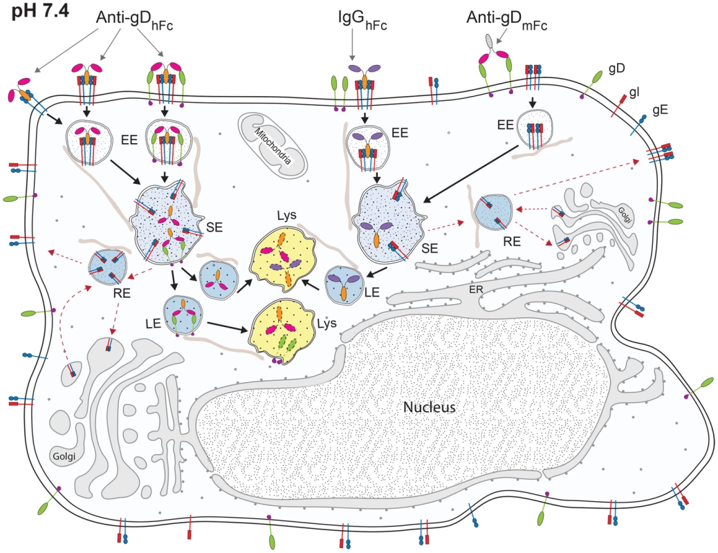 Model of ABB and non-ABB component trafficking.