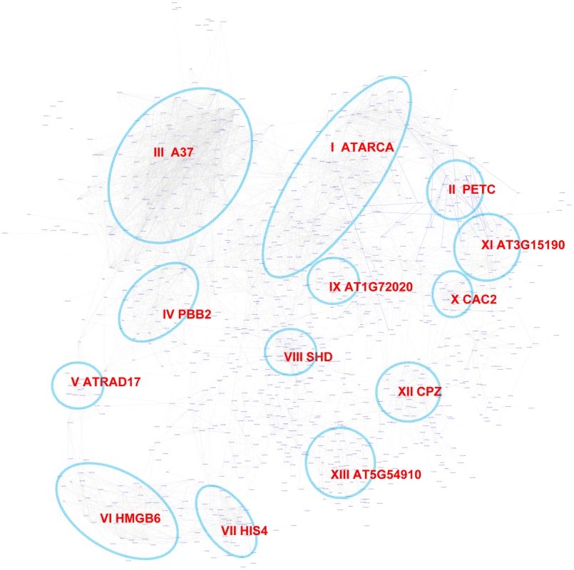A sub-network for the site II element motif based on motif position bias analysis.