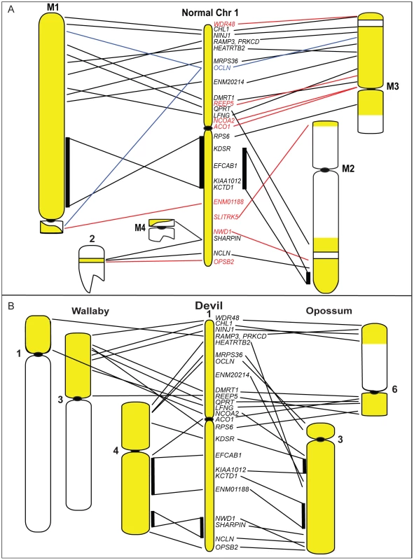 Chromosome 1 rearrangements in DFTD and during marsupial evolution.
