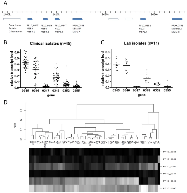 Transcript profiles of the six <i>msp3</i>-like genes in <i>P. falciparum</i> clinical and laboratory isolates grown to schizont stages.