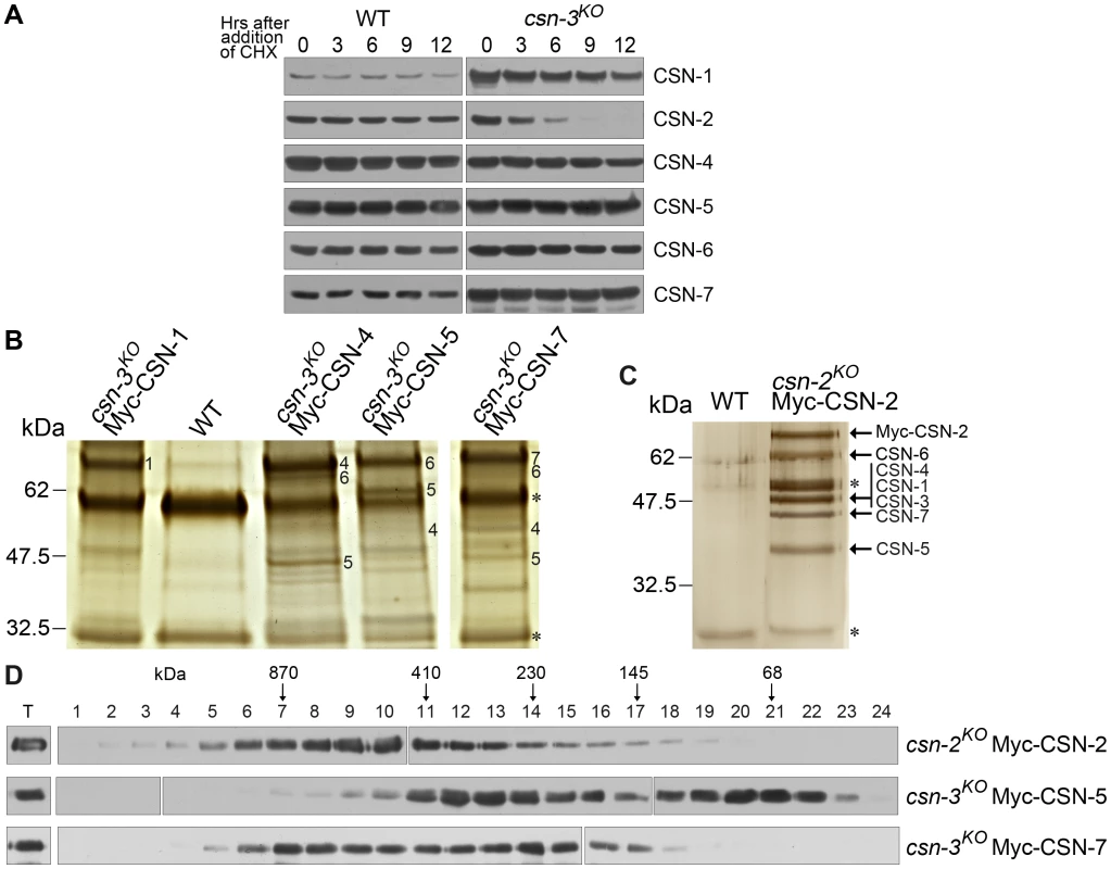 Comparison of CSN assembly in a <i>csn-3</i> mutant and a wild-type strain.