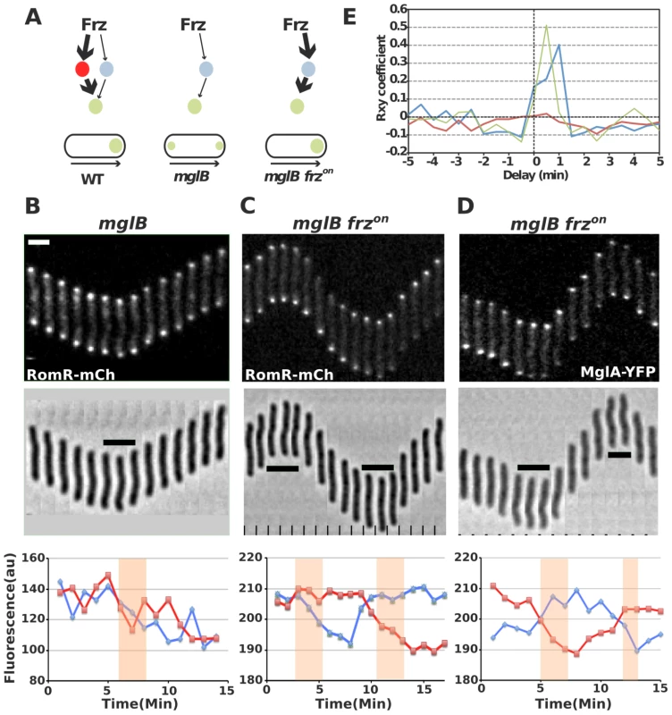 RomR regulates MglA localization in Frz-dependent and MglB-independent manners.