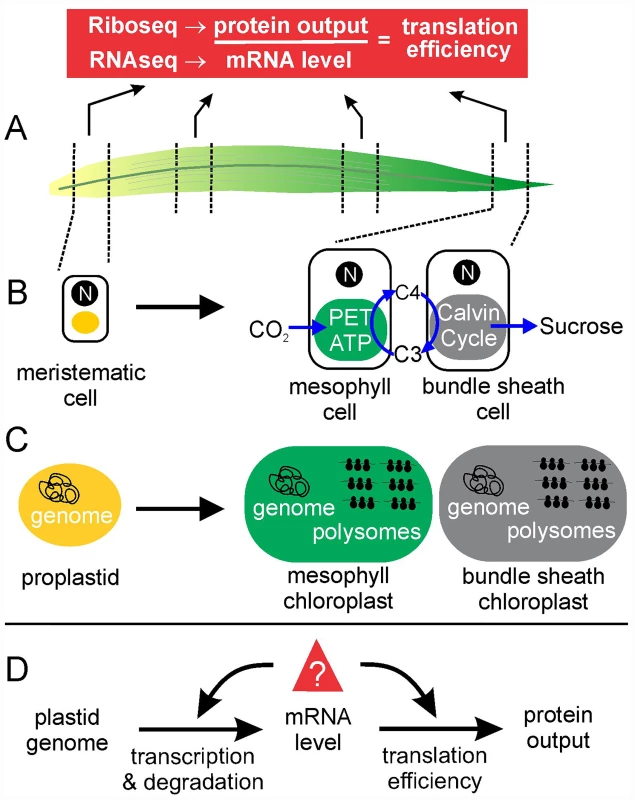 Plastid transcriptome and translatome profiles during chloroplast development in the maize seedling leaf reveal developmental patterns of plastid gene expression and the relative contributions of mRNA level and translational control in establishing them [<em class="ref">8</em>].