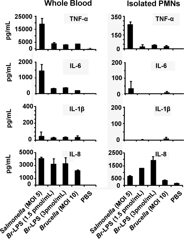 Cytokine differences between blood and purified PMNs infected with <i>B</i>. <i>abortus</i> or stimulated with <i>Br</i>-LPS.
