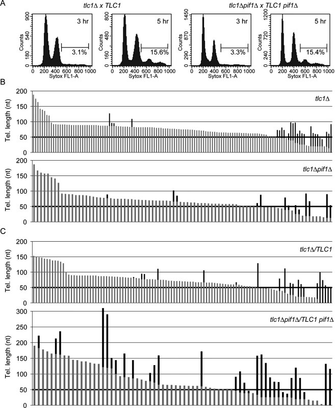 Absence of Pif1 results in increased frequency and extent of telomerase lengthening.