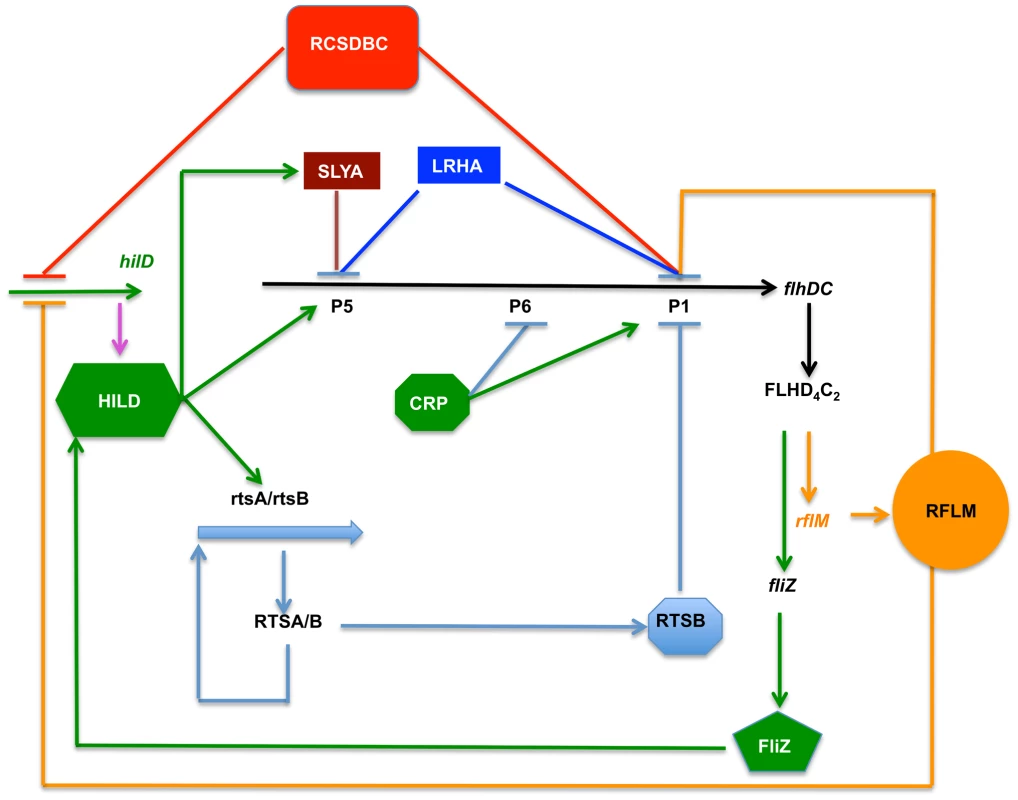 Model depicting the flagellar and Spi1 regulatory circuitry.