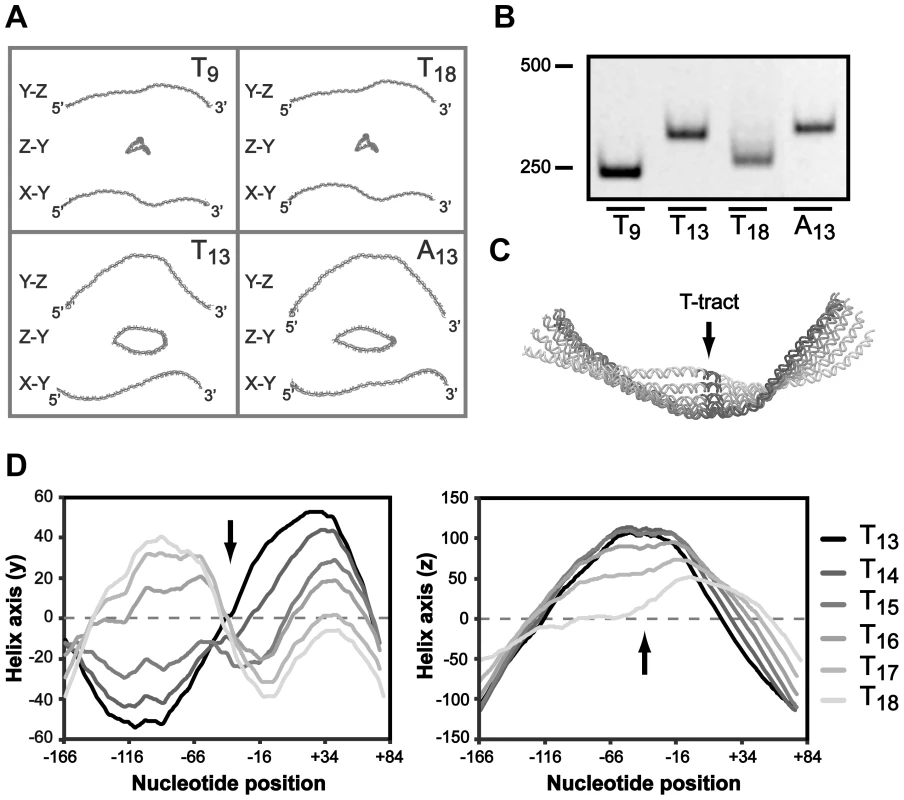 The T-tract length affects the local DNA structure of the <i>sabA</i> promoter.