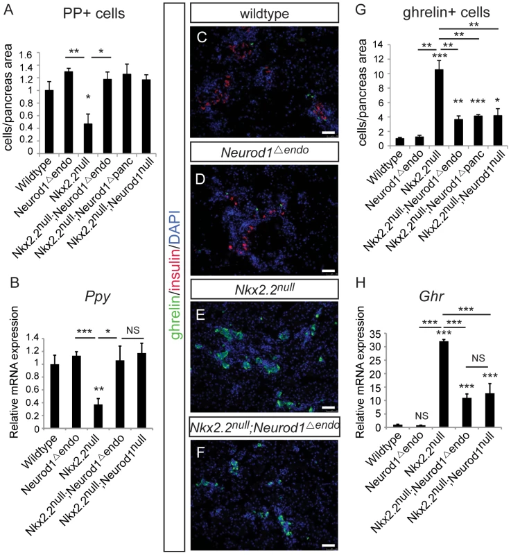 The genetic interaction of Nkx2.2 and Neurod1 is required in the Neurog3+ endocrine cells to specify PP and epsilon cells.