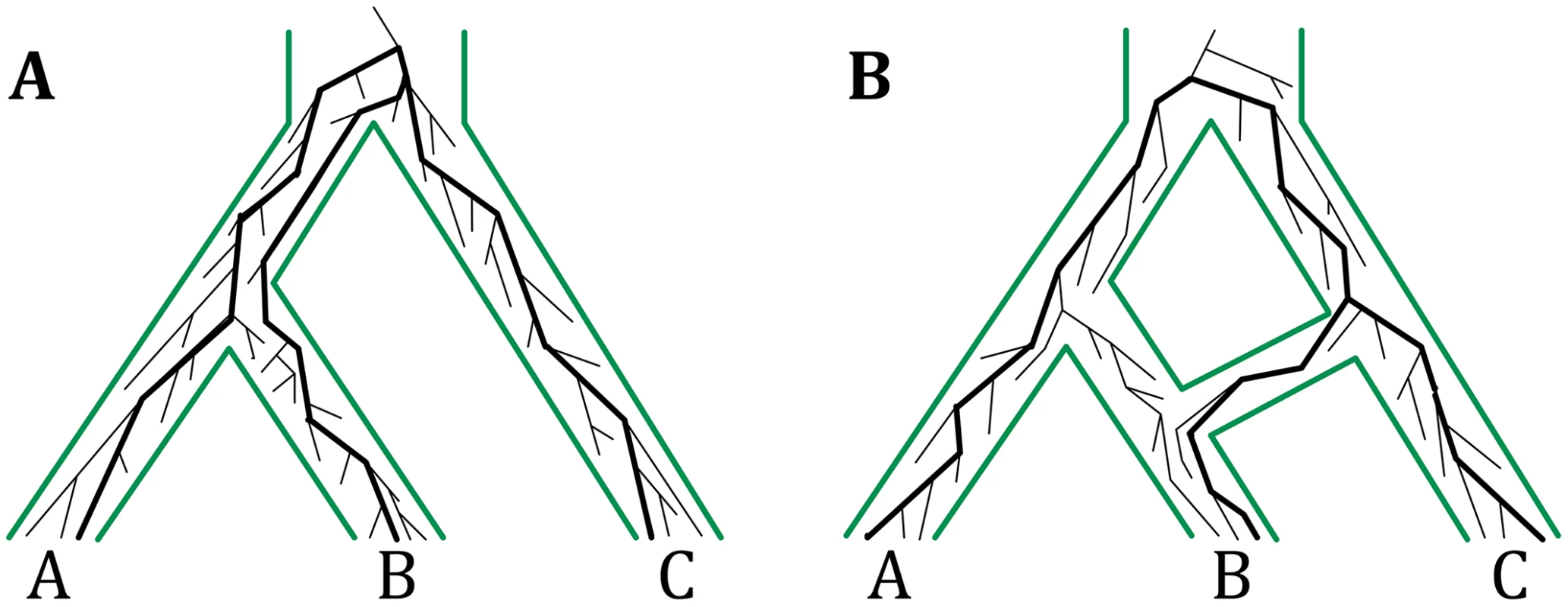 The multispecies coalescent on trees and networks.