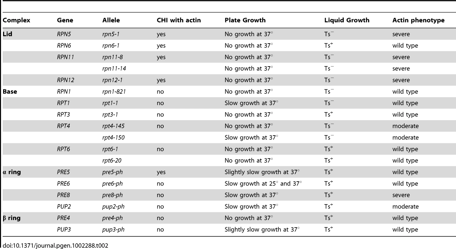 The actin phenotypes of conditional proteasome mutants.