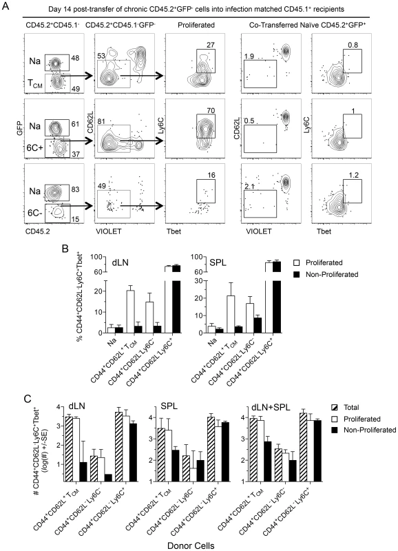 T<sub>CM</sub> and CD44<sup>+</sup>CD62L<sup>−</sup>Ly6C<sup>+</sup> cells generate CD44<sup>+</sup>CD62L<sup>−</sup>Ly6C<sup>+</sup>Tbet<sup>+</sup> cells during chronic infection.