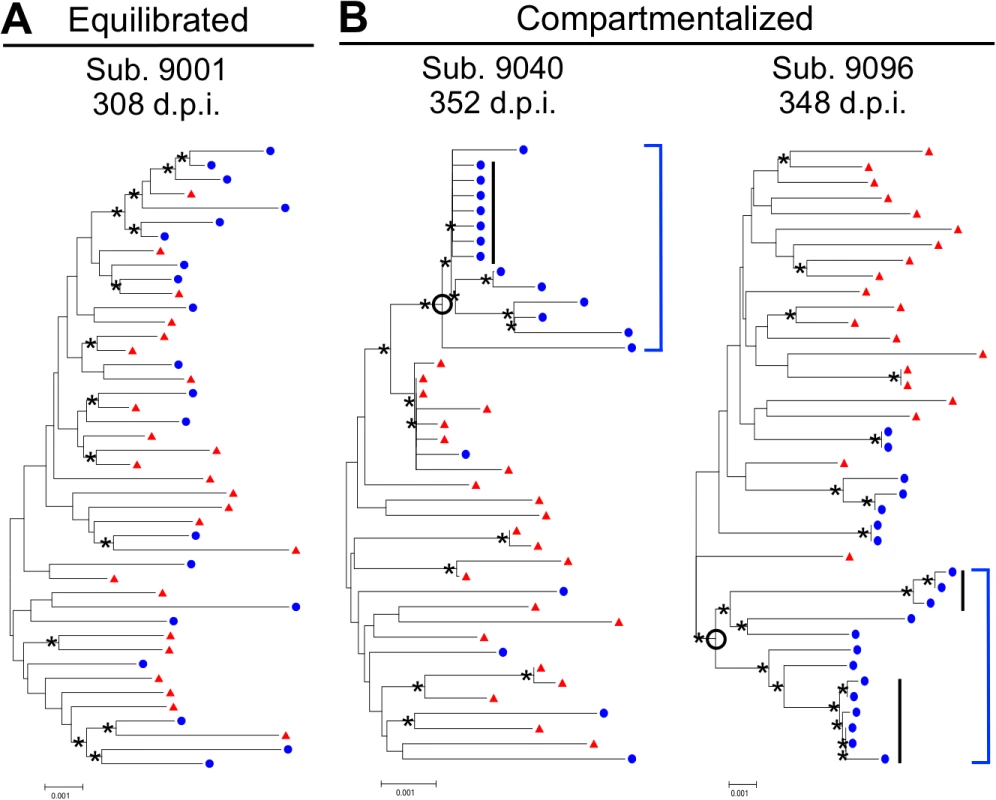 HIV-1 blood and CSF populations early during infection can be equilibrated or compartmentalized.
