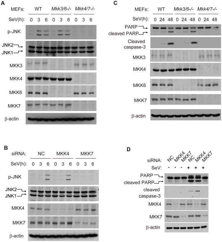 MKK7 functionally links MAVS to JNK2 during virus-induced apoptosis.