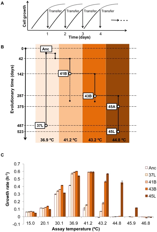Thermal adaptive evolution.