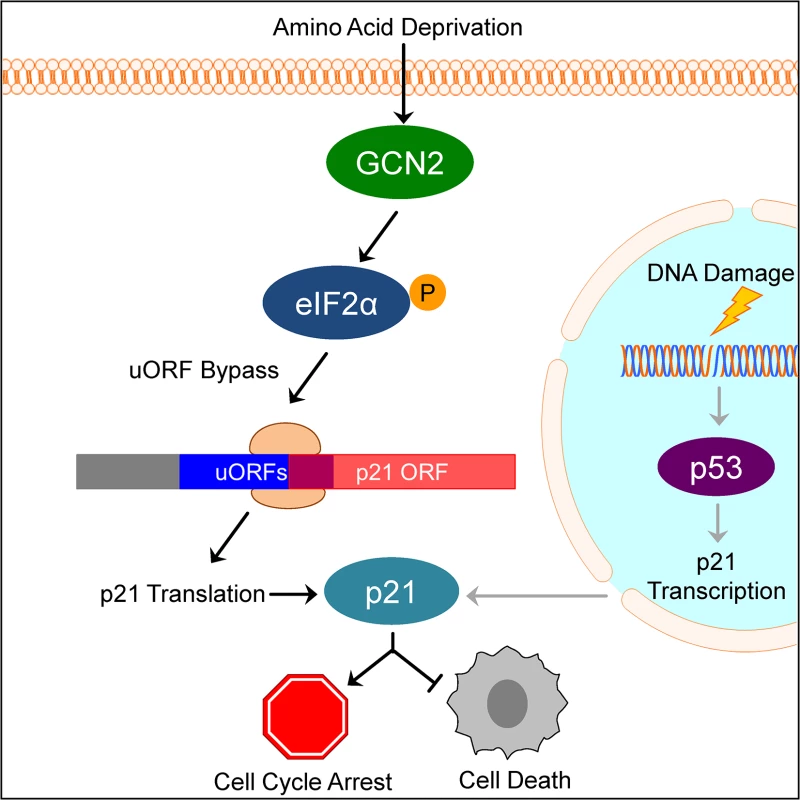 Model of p21 translational regulation.