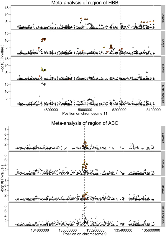 Patterns of association around the <i>HBB</i> and <i>ABO</i> loci.