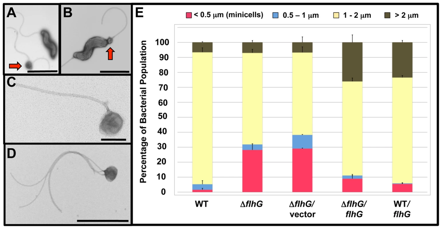 Analysis of the minicell phenotype upon deletion of <i>flhG</i> in <i>C. jejuni</i>.