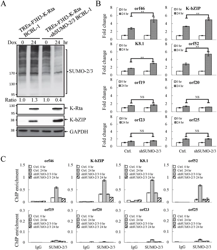 Knockdown of SUMO-2/3 increases transactivation of KSHV lytic genes and reduces SUMO-2/3-specific modification located in the high SUMO-2/3 enrichment region during viral reactivation.