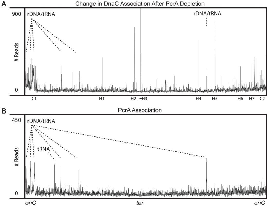 PcrA associates with, and reduces DnaC association with, endogenous conflict regions.