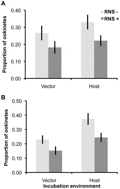 Ookinete production after exposure of males or females to RNS, before or during gametogenesis.