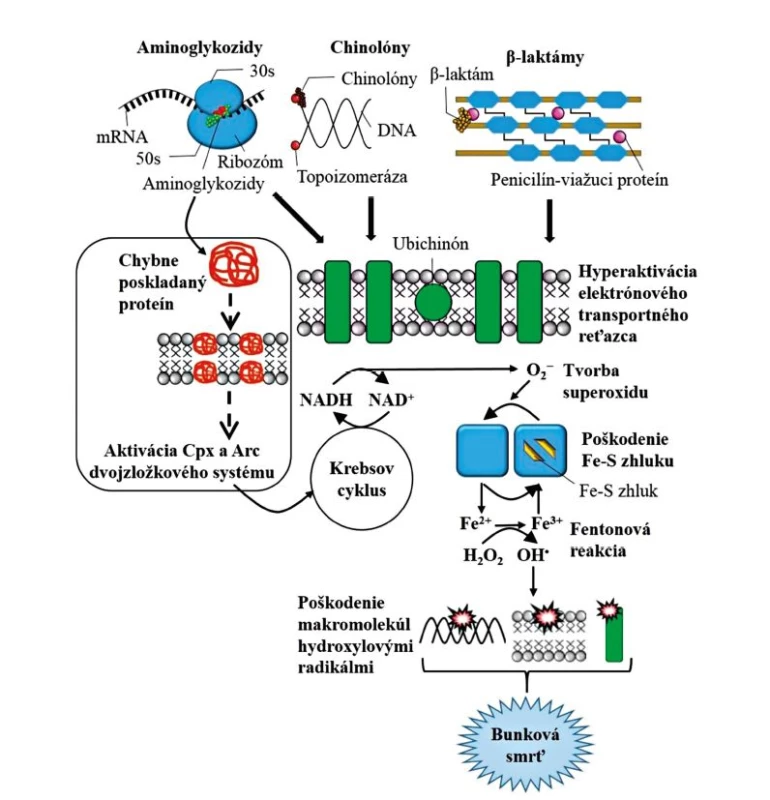 Model spoločnej dráhy bunkovej smrti pre baktericídne antibiotiká
Figure 1. Model of common cell death pathways for bactericidal antimicrobials