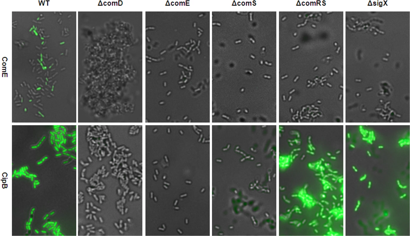 Modality of CSP induced <i>comE</i> and <i>cipB</i> expression in THBY in different gene deletion backgrounds.