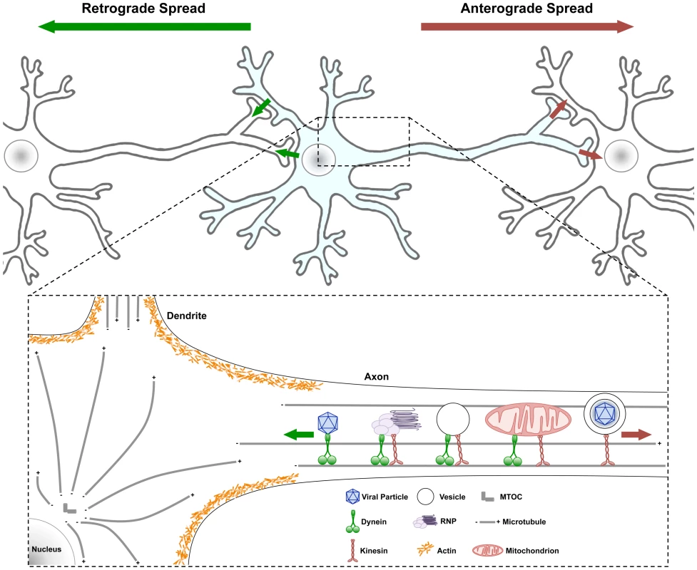 Traffic patterns in axons of viral infected neurons.
