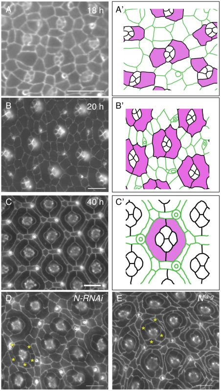 Notch is required for development of primary pigment cells (PPCs).