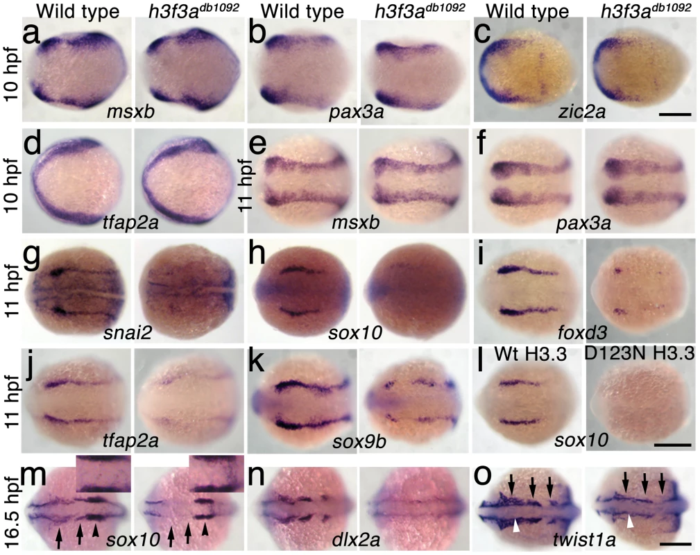 H3.3 functions at the NPB–CNC transition.