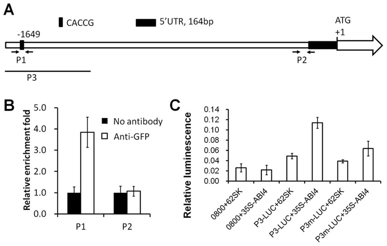 ABI4 directly activates <i>ANAC060</i>.