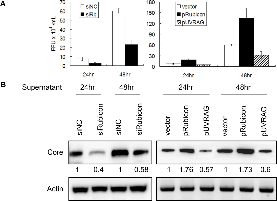 Analysis of the effects of Rubicon and UVRAG on HCV yield.