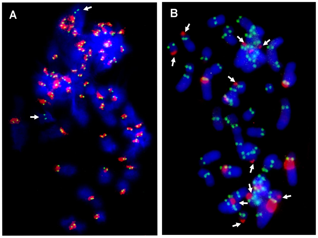 Localization of CENP-A protein and satellite DNA.
