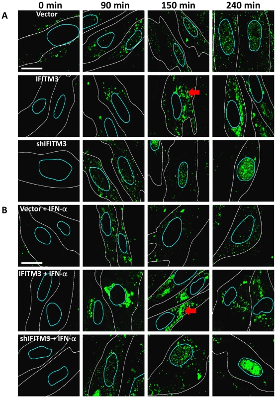 IFN prevents vRNP nuclear entry, and IFITM3 is necessary and sufficient for this action.