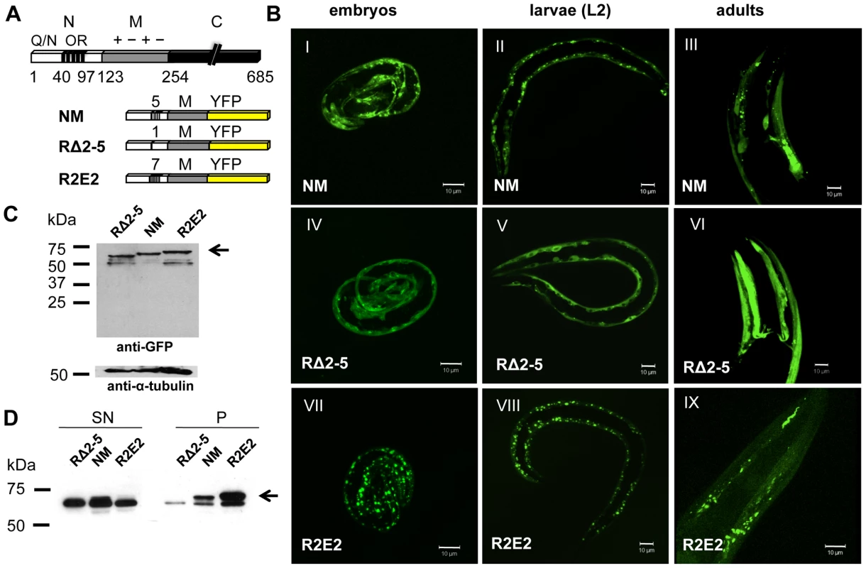 Sup35 prion domain aggregation is oligorepeat length–dependent.