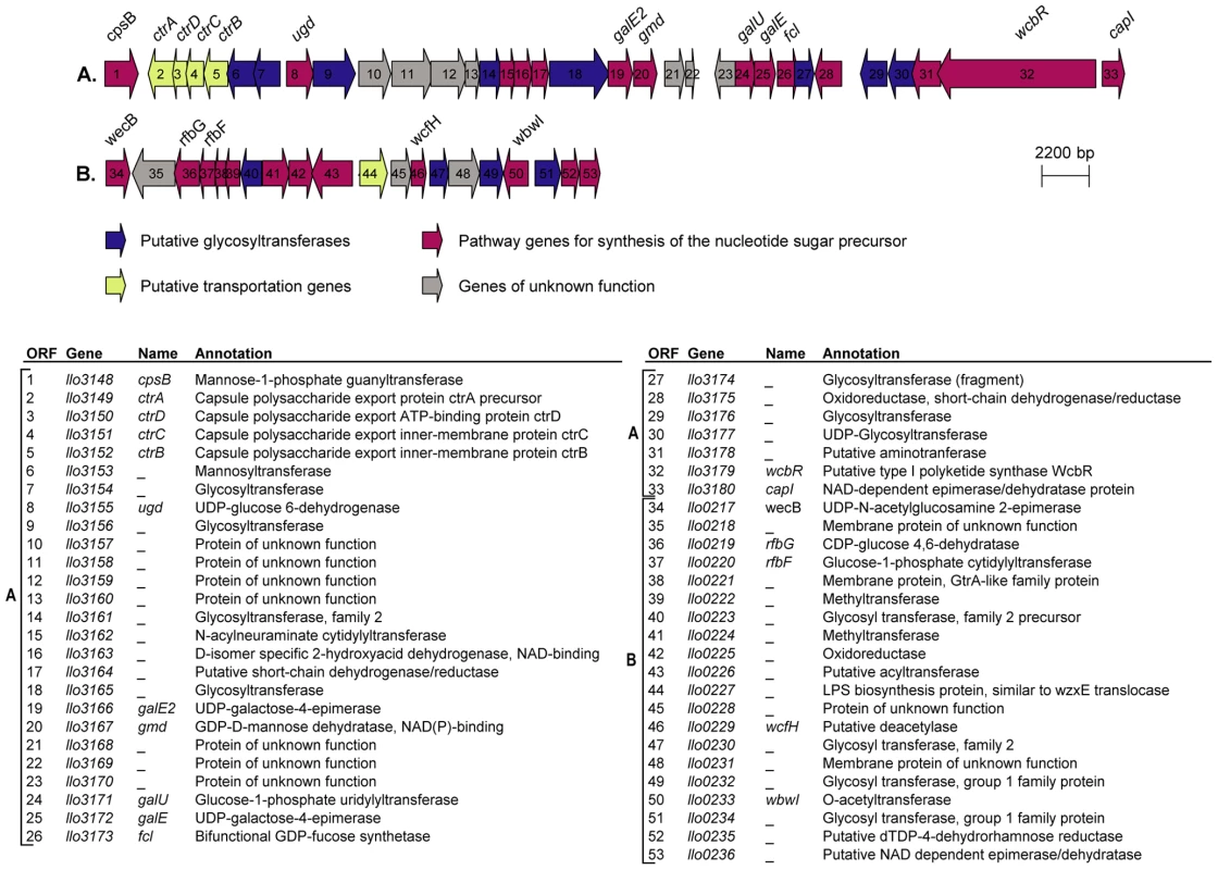 Putative capsule and LPS encoding loci in the genome of <i>L. longbeachae</i>.