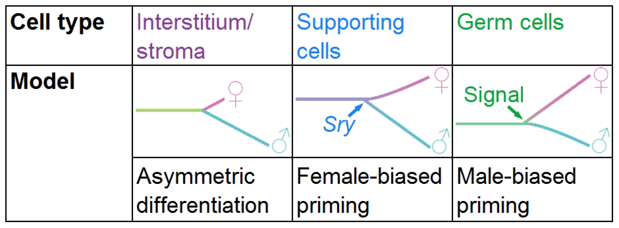 Models of differentiation for the different gonadal lineages.