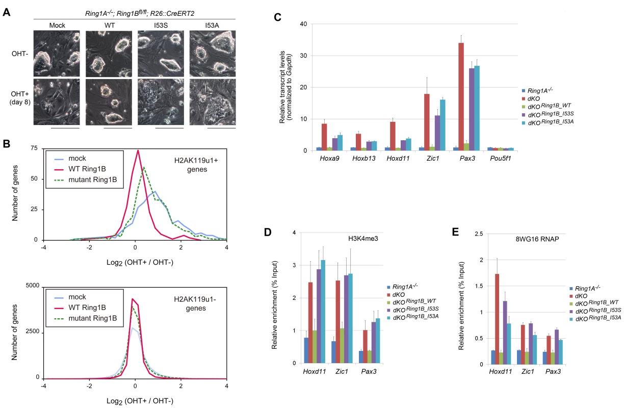 H2A ubiquitination activity of Ring1B is essential for the maintenance of ESC identity and repression of target gene expression.