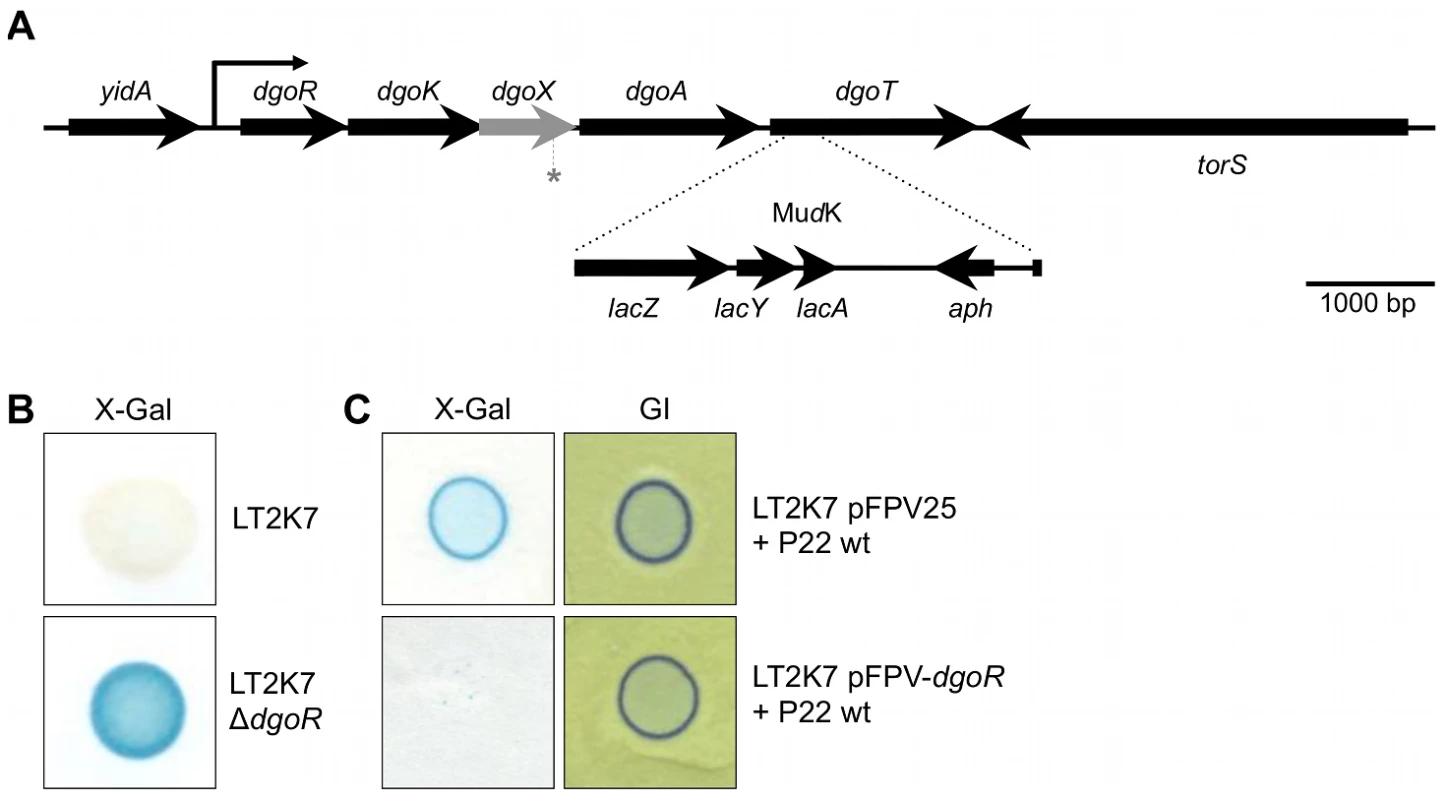 The <i>dgoRKAT</i> operon and its derepression in LT2.