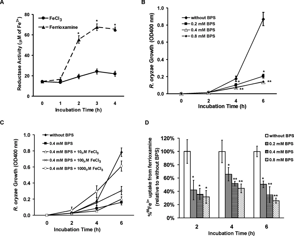 <i>R</i>. <i>oryzae</i> iron uptake from ferrioxamine is mediated by reductase activity.