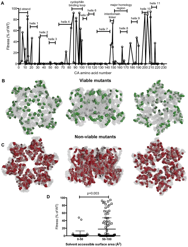 Distribution of single amino acid substitutions in CA and their effects on fitness.