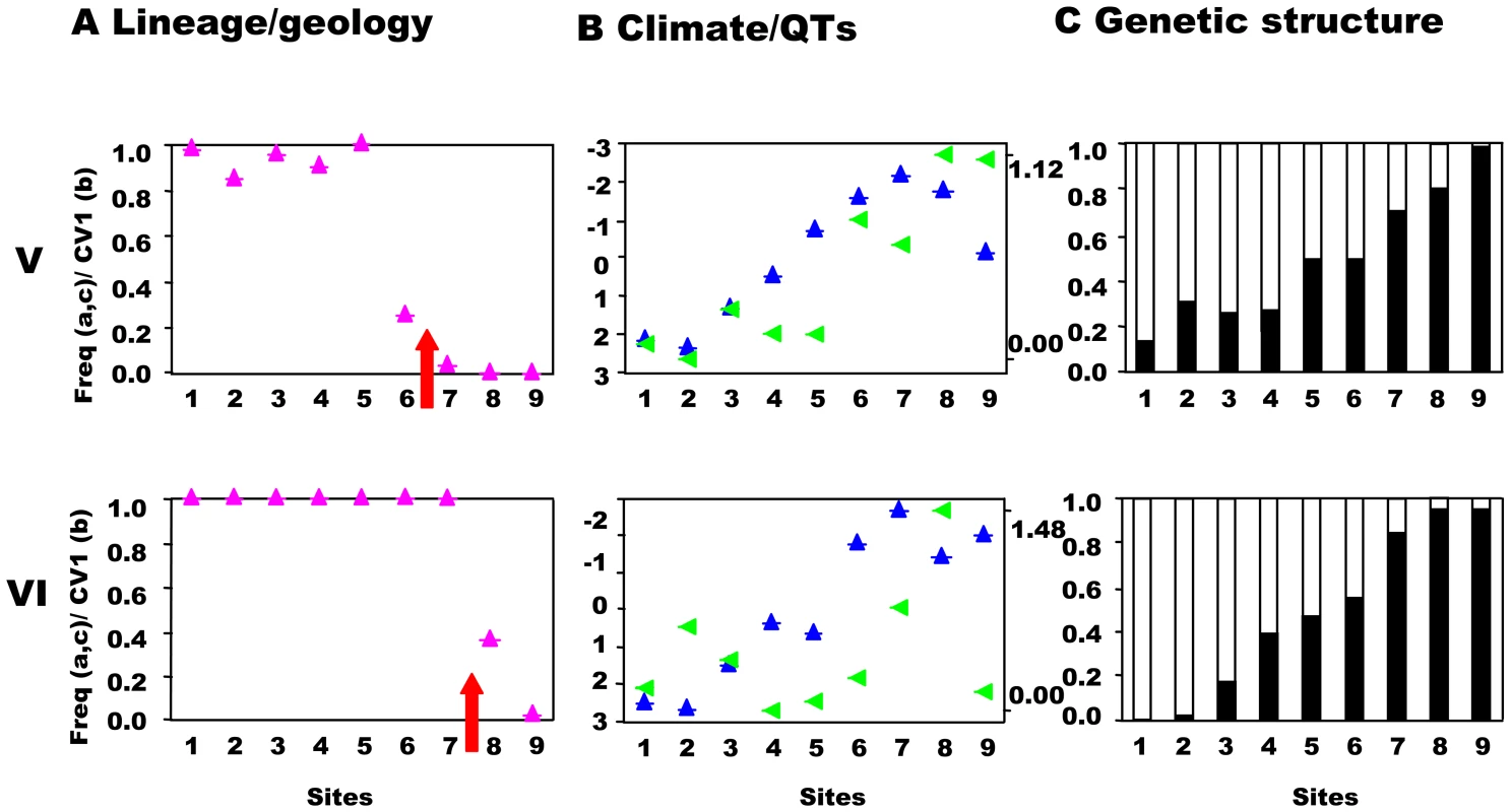 Southwest-central precursor islands: lineages, quantitative traits, and genetic structure along transects.