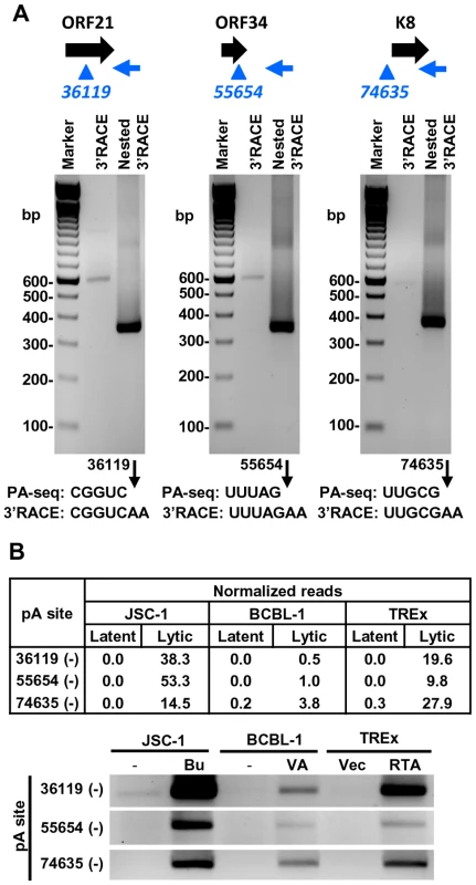 Validation of PA-seq-identified antisense RNAs to ORF21, ORF34, and ORF K8 by 3′ RACE.